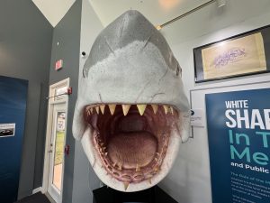 A model of a great white shark head with its mouth open on the wall of the Chatham Shark Center. 
