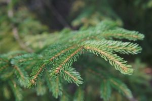  A close-up shot of a green evergreen branch with soft, blurred background.
