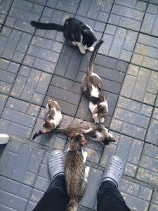 A person wearing grey slip-on shoes stands on a tiled floor while surrounded by five cats of varying colors, including black and white, and grey tabby patterns. The cats appear to be interacting with each other and the person.