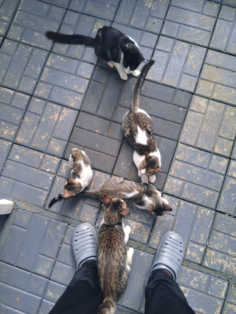 A person wearing grey slip-on shoes stands on a tiled floor while surrounded by five cats of varying colors, including black and white, and grey tabby patterns. The cats appear to be interacting with each other and the person.