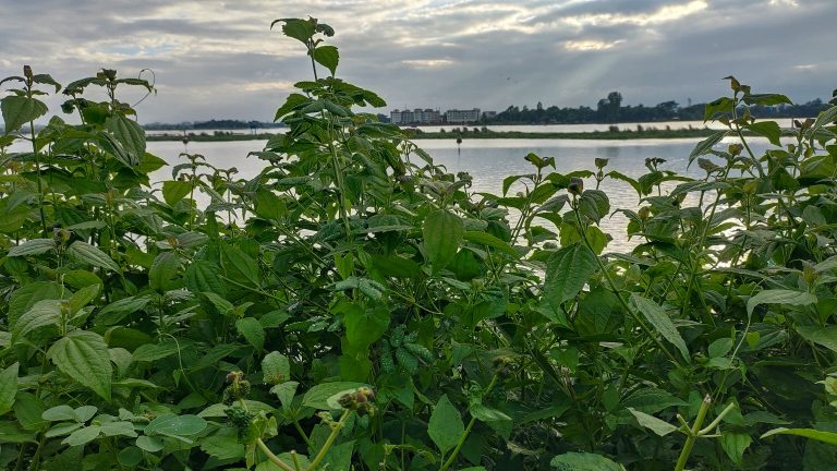 A vibrant field of green plants stretches out, with a serene body of water glistening in the background.