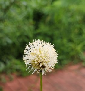 Closeup picture of a flower that looks like a white puff ball.