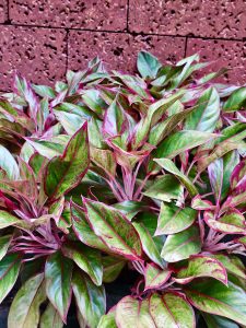 Evening view of Aglaonema variant plants. 