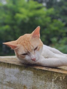 A ginger and white cat is lying on a wooden surface with its eyes partially closed.The cat appears to be relaxed and resting.