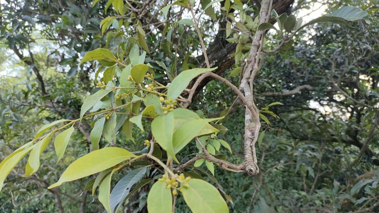 A vibrant tree adorned with lush green leaves and green fruit.