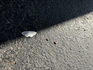 White moth on blacktop crossed by sunlight.