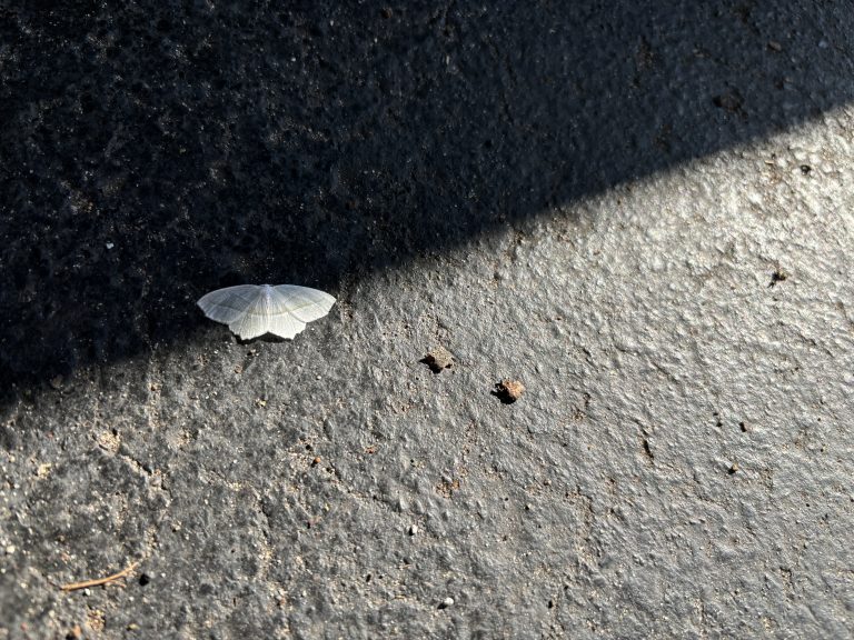 White moth on blacktop crossed by sunlight.