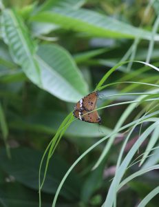 View larger photo: Two brown butterflies with black and white spots perched on a thin green leaf, surrounded by lush green foliage.