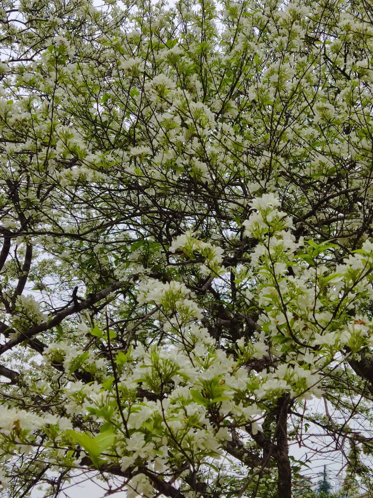 Closeup tree with many white flowers.