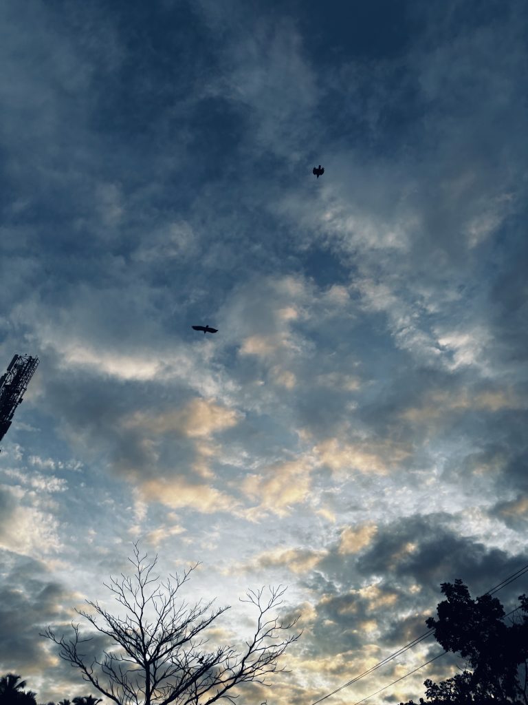 Silhouettes of two birds are seen flying high, and the outline of a tree with bare branches is visible in the lower part of the image. Additional silhouettes of trees and a cell tower can be seen on the margins.