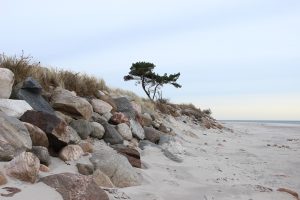 Single tree on the coast with stones and sandy beach