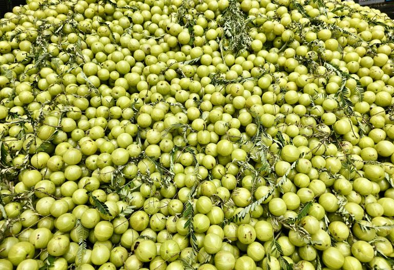 Hundreds of Indian gooseberry (Phyllanthus emblica) fruits for sale. From the streets of Kozhikode, Kerala, India.