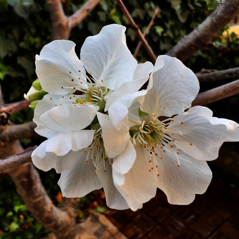 Close-up of white cherry blossom flowers with yellow stamens on a tree branch, set against a blurred leafy background.