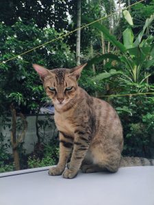 View larger photo: A tabby cat with a serious expression is sitting on a smooth surface outdoors, with lush green foliage and various plants in the background.