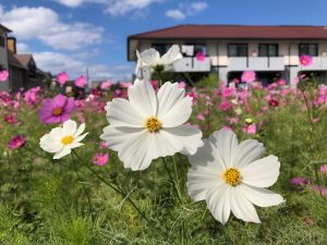 View larger photo: White and pink Cosmos flowers in a field with more flowers and residential buildings in the background under a partly cloudy blue sky.