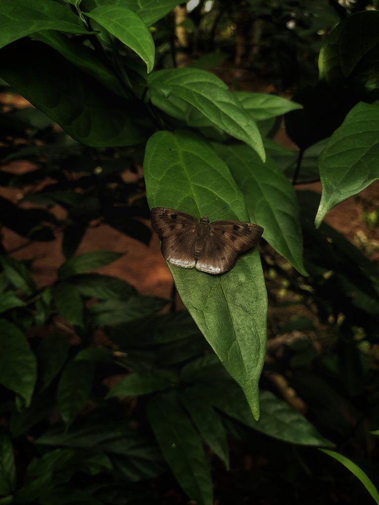 A brown butterfly with dark spots resting on a large green leaf in a lush, green forest environment.