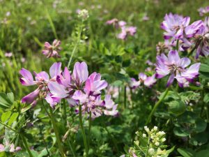 Close-up of vibrant pink and white wildflowers in a green meadow, with more flowers and greenery blurred in the background.