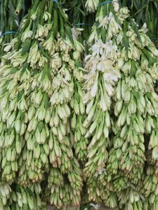 Close view of Tuberose (Agave amica) flower buds bunches kept in street for sale. From K R Market, Bengaluru, Karnataka