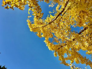 Japan, Osaka, suburb, ginkgo, autumn, blue sky