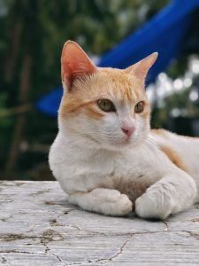 View larger photo: An orange and white cat lying on some concrete, looking away.