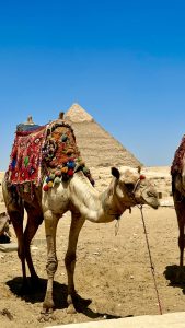 Camel and The pyramid