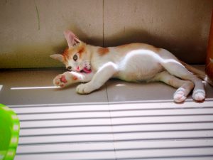 A white and orange cat laying on the floor in the light shining through window blinds licking its paw