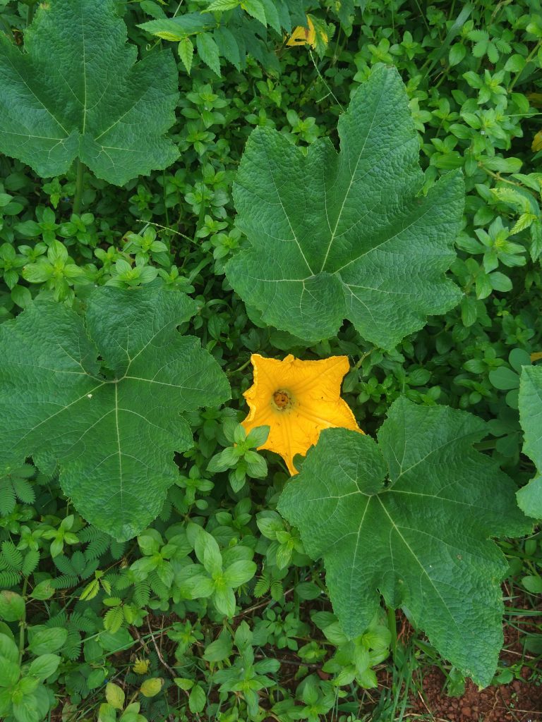 A solitary yellow flower stands out amidst a sea of green leaves.