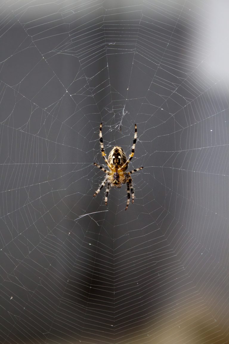 A close-up of a spider sitting in the centre of its intricately woven web, with a blurred grey background.