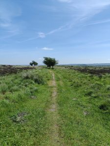 A barely visible path leads through an upland moor towards three windswept trees. 