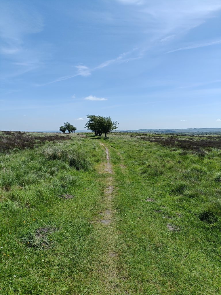 A barely visible path leads through an upland moor towards three windswept trees.