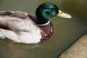 View larger photo: Close-up of a mallard duck swimming in murky water, showing its detailed feathers, green head, yellow beak, and brown and white body.