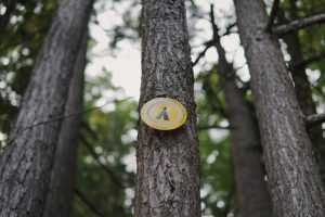  A yellow camping sign attached to a tree trunk in the forest, indicating a designated campsite.
