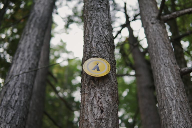 A yellow camping sign attached to a tree trunk in the forest, indicating a designated campsite.