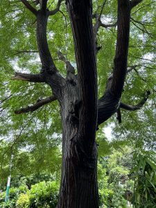  Large tree with dark bark under a canopy of leaves.
