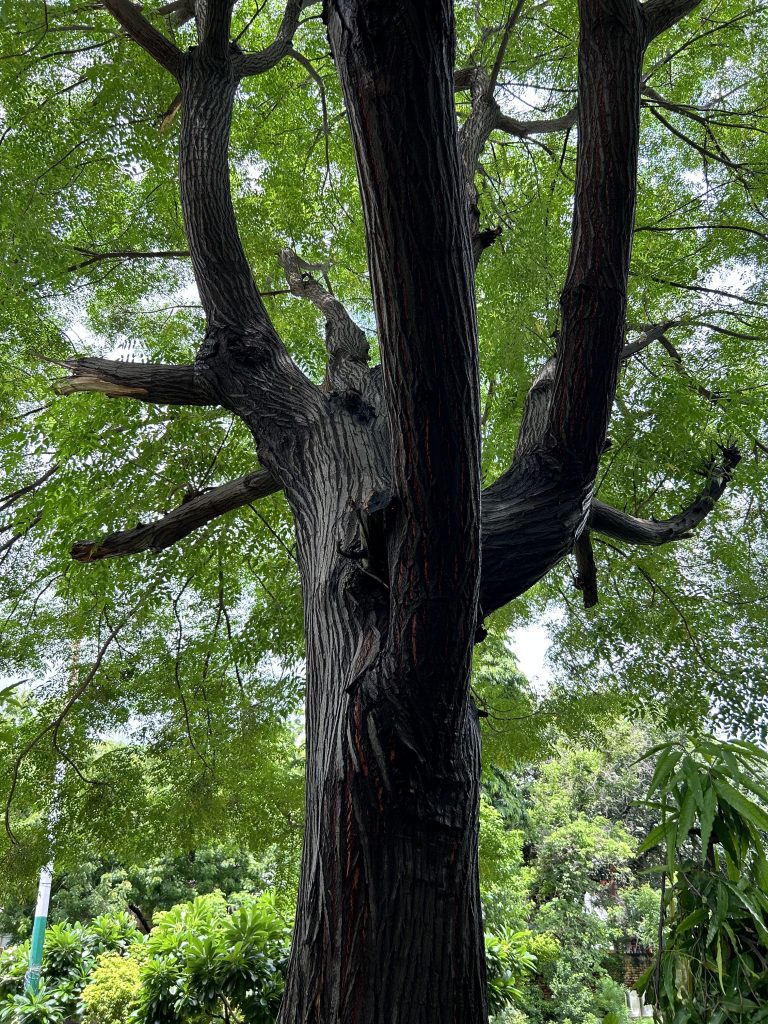 Large tree with dark bark under a canopy of leaves.