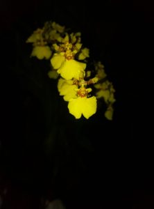 Vibrant yellow dancing lady orchids set against a pitch black background.