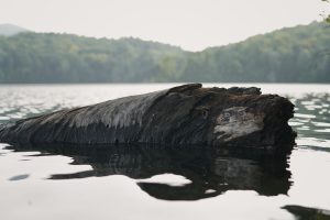 A weathered log resting in calm water with a forested shoreline in the background.