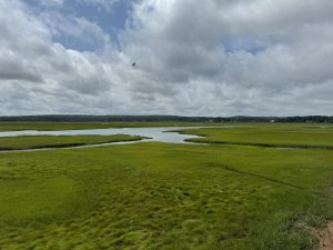 A grassy wetland with patches of water under a cloudy sky. A bird is flying in the distance, and there are trees and a few buildings on the horizon.