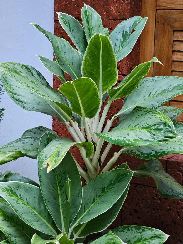 Evening view of Aglaonema green variant plants. Large, broadleaf plant. From Kozhikode, Kerala, India.