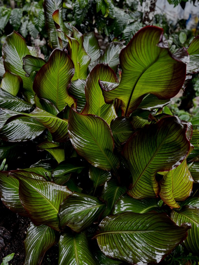 Variegated shiny green and red leaves growing on a plant.