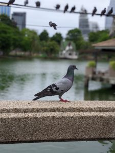 A close-up of a pigeon perched on a stone ledge by a lake in Lumphini Park, Bangkok. In the background, more pigeons are seen sitting on wires, with trees and buildings slightly blurred.