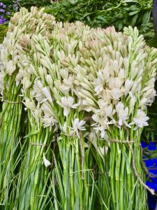 Bunch of Tuberose (Agave amica) flower buds.