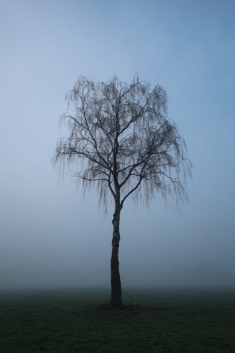 A birch tree in the mist.