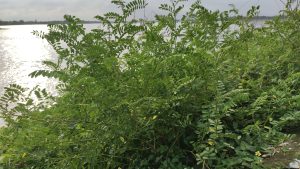 View larger photo: A lush green plant by a serene lake.