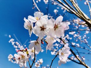 View larger photo: Japan, Osaka, suburb, Sakura, spring. White flowers and a blue sky.