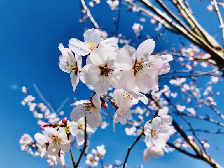 Japan, Osaka, suburb, Sakura, spring. White flowers and a blue sky.