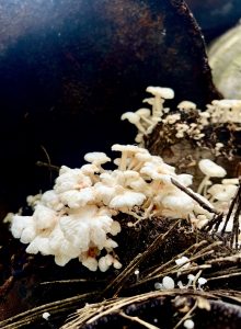 White mushrooms growing on a decaying log in a forest environment.