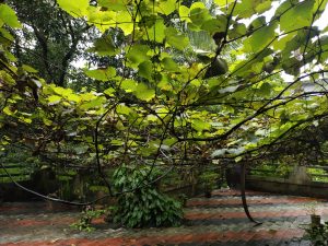  Grape tree captured on a rainy day
