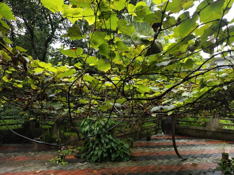 Grape tree captured on a rainy day