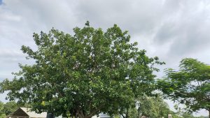 Big tree with wide trunk and green foliage.